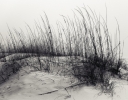 Sea Oats in Fog