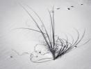 Sea-grass-